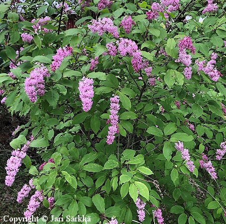 Syringa wolfii